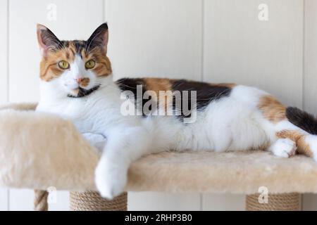 Wunderschöne einheimische Dreifarbigkatze mit gelbem (Bernstein) liegt auf dem Katzenspielkomplex drinnen und schaut auf die Kamera. Selektiver Fokus, Nahaufnahme. Stockfoto