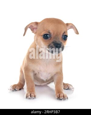 Little Chihuahua vor weißem Hintergrund Stockfoto