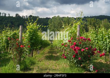 Weinberge von Monferrato in der Nähe von Gavi, Provinz Alessandria, Piemont, Italien, im Juni. Unesco-Weltkulturerbe Stockfoto