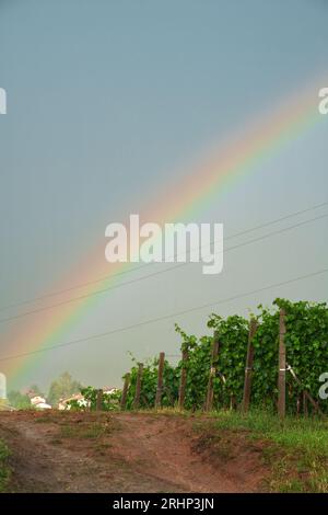 Weinberge von Monferrato in der Nähe von Gavi, Provinz Alessandria, Piemont, Italien, im Juni. Unesco-Weltkulturerbe Stockfoto