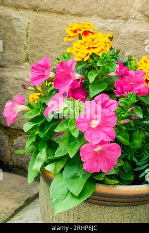 Nahaufnahme von rosa Petunien und gelben Ringelblumen oder tagetes, die im Sommer in einem Topf in einem Garten wachsen. Stockfoto