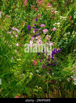 Cottage Garden mit Blumen an der Grenze einschließlich Malve oder malva und campanula oder Glockenblumen im Sommer. Stockfoto