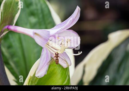 Hoverfly auf lila Lilly Blume Stockfoto