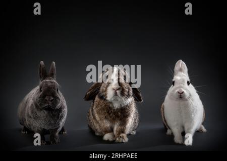 Gruppenschoss Kaninchen Stockfoto