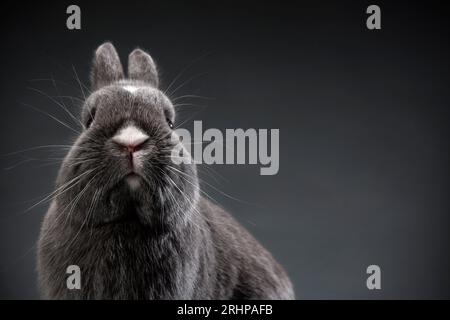 Kaninchen Stockfoto