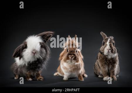 Gruppenschoss Kaninchen Stockfoto