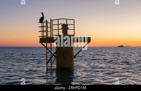 Key West, Florida, USA. Blick über den Golf von Mexiko vom Mallory Square, Dämmerung, braunem Pelikan, Pelecanus occidentalis, in typischer Haltung, Altstadt. Stockfoto