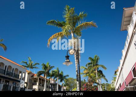 Neapel, Florida, USA. Eine Reihe hoch aufragender Palmen auf der 5th Avenue South, der exklusivsten Einkaufsstraße der Stadt. Stockfoto