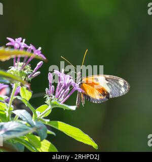 Key West, Florida, USA. Orangenfleckige Tigeraufhellung, Mechanitis polymnia, auch bekannt als gestörtes Tigern, am Schmetterlings- und Naturkonservatorium. Stockfoto