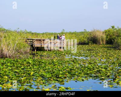 Everglades-Nationalpark, Florida, USA. Besucher, die auf dem Anhinga Trail auf der Uferpromenade in Feuchtgebieten die Tierwelt beobachten können. Stockfoto