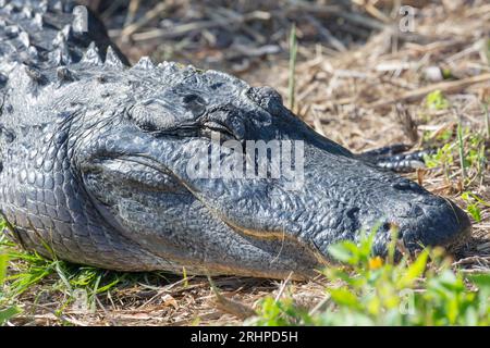 Everglades-Nationalpark, Florida, USA. Amerikanischer Alligator, Alligator mississippiensis, bewegungslos neben dem Anhinga Trail. Stockfoto