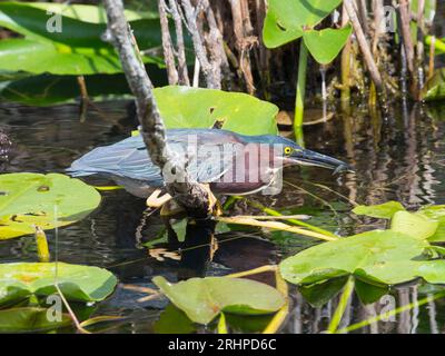 Everglades-Nationalpark, Florida, USA. Grüner Reiher, Butorides virescens, Fang Fische am Anhinga Trail. Stockfoto