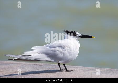 Everglades-Nationalpark, Florida, USA. Sandwichseeschwalbe, Thalasseus sandvicensis, im Wintergefieder. Stockfoto