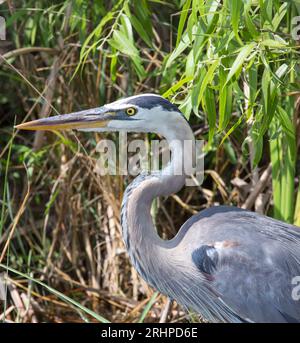 Everglades-Nationalpark, Florida, USA. Großer blauer Reiher, Ardea herodias, wachsam neben dem Weg im Shark Valley. Stockfoto