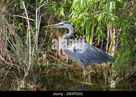 Everglades-Nationalpark, Florida, USA. Großer blauer Reiher, Ardea herodias, wachsam neben dem Weg im Shark Valley. Stockfoto