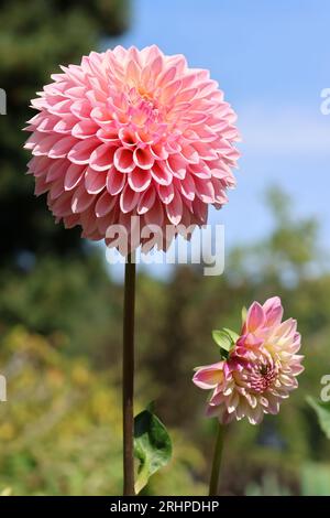 Pink Ball Dahlien Stockfoto