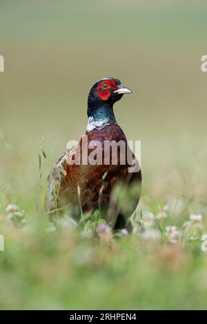 Männlicher Fasan (Phasianus colchicus) im Wildblumenfeld Stockfoto