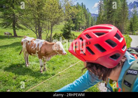 Italien, Venetien, Prvince von Belluno, Wolkenstein di Cadore, Radfahrerin beobachtet eine weidende Kuh auf einer Radtour in den dolomiten Stockfoto