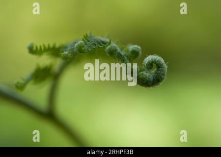 Unrollende Aufnahme einer jungen Farnpflanze, Bracken, Frühling, Naturpark Pfälzerwald, Biosphärenreservat Pfälzerwald-Nordvogesen, Deutschland, Rheinland-Pfalz Stockfoto