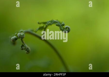 Unrollende Aufnahme einer jungen Farnpflanze, Bracken, Frühling, Naturpark Pfälzerwald, Biosphärenreservat Pfälzerwald-Nordvogesen, Deutschland, Rheinland-Pfalz Stockfoto