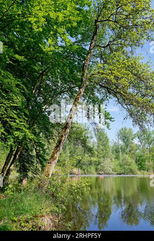 Europa, Deutschland, Nordrhein-Westfalen, Rhein-Erft-Kreis, Erftstadt, Ville-Seen-Platte, Wasser, Seenlandschaft, Teich, Karauschenweiher, Landschaftsschutzgebiet, Erholungsgebiet, Mischwald, Bäume, Restloch aus Braunkohleabbau, renaturalisiert, grün, Frühling, Himmel, blau, sonnig, Atmosphäre, Ruhe, Erholung, Bank, Leute Stockfoto