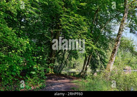 Europa, Deutschland, Nordrhein-Westfalen, Rhein-Erft-Kreis, Erftstadt, Ville-Seen-Platte, Wasser, Seenlandschaft, Teich, Karauschenweiher, Landschaftsschutzgebiet, Erholungsgebiet, Mischwald, Bäume, Restloch aus Braunkohleabbau, renaturalisiert, grün, Frühling, Himmel, blau, sonnig, Atmosphäre, Ruhe, Erholung Stockfoto