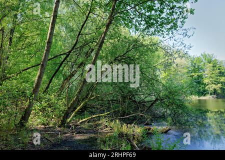 Europa, Deutschland, Nordrhein-Westfalen, Rhein-Erft-Kreis, Erftstadt, Ville-Seen-Platte, Wasser, Seenlandschaft, Teich, Karauschenweiher, Landschaftsschutzgebiet, Erholungsgebiet, Mischwald, Bäume, Restloch aus Braunkohleabbau, renaturalisiert, grün, Frühling, Himmel, blau, sonnig, Atmosphäre, Ruhe, Erholung Stockfoto