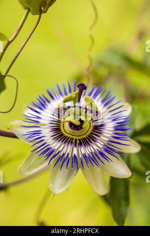 Blaue Passionsblume (Passiflora caerulea), Blume, Nahaufnahme Stockfoto