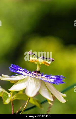 Blaue Passionsblume (Passiflora caerulea), Blume, Nahaufnahme Stockfoto