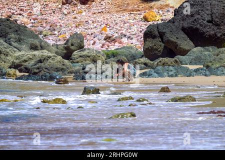 Touristen am Strand, Praia do Amado, Atlantik, Carrapateira, Costa Vicentina, Algarve, Bezirk Faro, Portugal, Parque Natural do Sudoeste Alentejano und Costa Vicentina Stockfoto