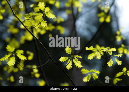 Frische hellgrüne Blätter der roten Eiche im Frühjahr, Naturpark Pfälzerwald, Biosphärenreservat Pfälzerwald-Nordvogesen, Rheinland-Pfalz, Deutschland Stockfoto