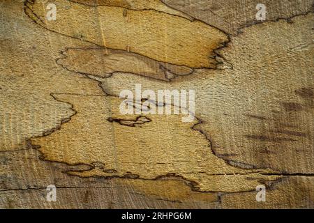 Muster in Holz, Schnittfläche am Stamm einer gefällten Kupferbuche, Naturpark Pfälzerwald, Biosphärenreservat Pfälzerwald-Nordvogesen, Deutschland, Rheinland-Pfalz Stockfoto