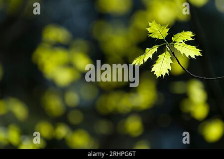 Frische hellgrüne Blätter der roten Eiche im Frühjahr, Naturpark Pfälzerwald, Biosphärenreservat Pfälzerwald-Nordvogesen, Rheinland-Pfalz, Deutschland Stockfoto