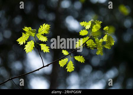 Frische hellgrüne Blätter der roten Eiche im Frühjahr, Naturpark Pfälzerwald, Biosphärenreservat Pfälzerwald-Nordvogesen, Rheinland-Pfalz, Deutschland Stockfoto