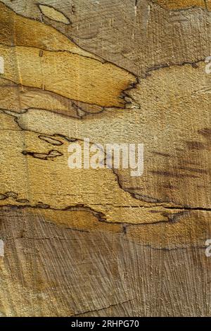 Muster in Holz, Schnittfläche am Stamm einer gefällten Kupferbuche, Naturpark Pfälzerwald, Biosphärenreservat Pfälzerwald-Nordvogesen, Deutschland, Rheinland-Pfalz Stockfoto