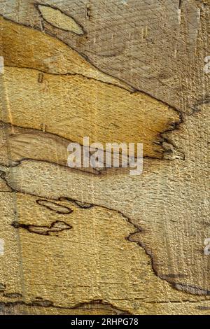 Muster in Holz, Schnittfläche am Stamm einer gefällten Kupferbuche, Naturpark Pfälzerwald, Biosphärenreservat Pfälzerwald-Nordvogesen, Deutschland, Rheinland-Pfalz Stockfoto