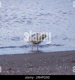 Salzwassertropfen fallen aus dem Schnabel einer Möwe, nachdem sie aus dem Meer getrunken haben. Stockfoto