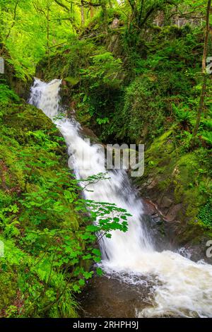 Das weiße Wasser des Nant Dôl-goch-Baches dröhnt einen der unteren Wasserfälle an den Dolgoch Falls, Nr Tywyn, Gwynedd, Wales, Vereinigtes Königreich hinunter Stockfoto