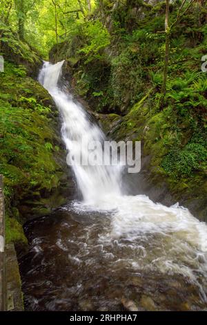 Das weiße Wasser des Nant Dôl-goch-Baches dröhnt einen der unteren Wasserfälle an den Dolgoch Falls, Nr Tywyn, Gwynedd, Wales, Vereinigtes Königreich hinunter Stockfoto