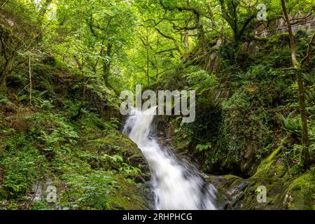 Das weiße Wasser des Nant Dôl-goch-Baches dröhnt einen der unteren Wasserfälle an den Dolgoch Falls, Nr Tywyn, Gwynedd, Wales, Vereinigtes Königreich hinunter Stockfoto