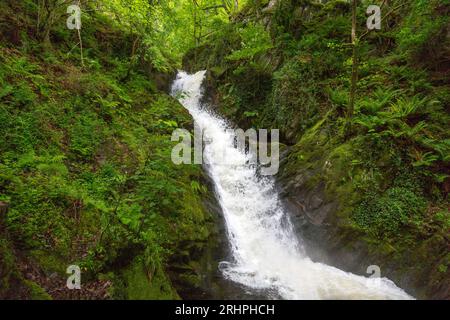 Das weiße Wasser des Nant Dôl-goch-Baches dröhnt einen der unteren Wasserfälle an den Dolgoch Falls, Nr Tywyn, Gwynedd, Wales, Vereinigtes Königreich hinunter Stockfoto