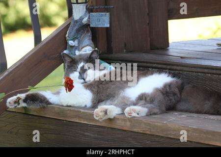 Katze legt sich auf eine Stufe Stockfoto