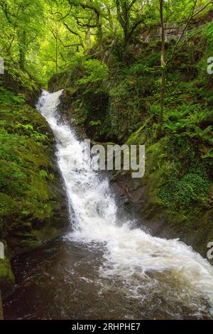 Das weiße Wasser des Nant Dôl-goch-Baches dröhnt einen der unteren Wasserfälle an den Dolgoch Falls, Nr Tywyn, Gwynedd, Wales, Vereinigtes Königreich hinunter Stockfoto