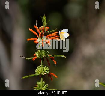 Gemeine gepunktete Grenze (Mylothris agathins), die sich von Leonotus leonorus-Blüten ernährt, Hermanus, Südafrika. Stockfoto