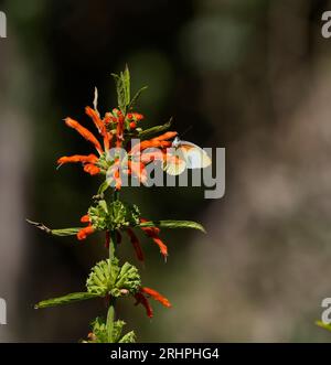 Gemeine gepunktete Grenze (Mylothris agathins), die sich von Leonotus leonorus-Blüten ernährt, Hermanus, Südafrika. Stockfoto