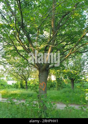 Deutschland, Symbolbild, Herz auf Baumstamm am Wegesrand gemalt, Frühsommer, orange-rot, grünes Ambiente in der Natur Stockfoto
