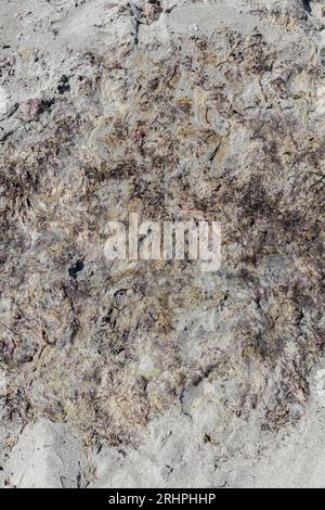 Deutschland, Ostsee, Markgrafenheide, Sandstrand mit bräunlicher Naturalge Stockfoto