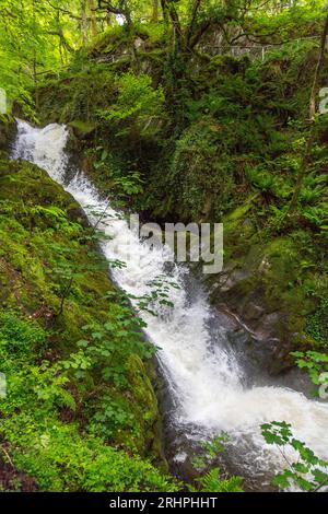 Das weiße Wasser des Nant Dôl-goch-Baches dröhnt einen der unteren Wasserfälle an den Dolgoch Falls, Nr Tywyn, Gwynedd, Wales, Vereinigtes Königreich hinunter Stockfoto