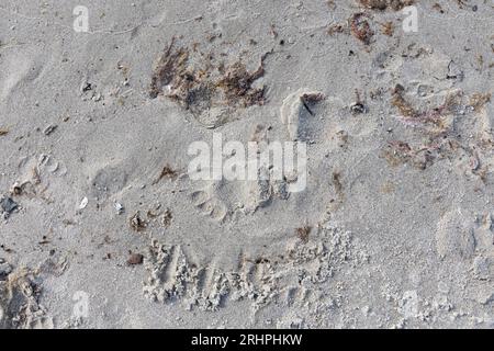 Deutschland, Ostsee, Markgrafenheide, Sandboden mit braunen Algen und Fußabdrücken Stockfoto