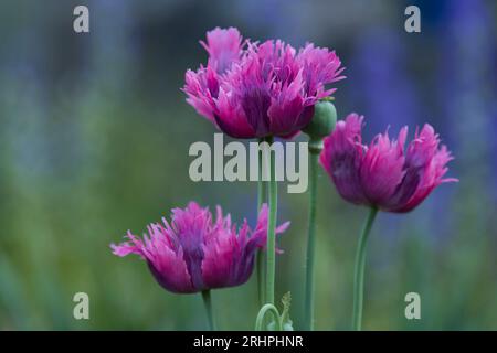 Rosa Fransenblüten von Ziermohn (Papaver), Deutschland Stockfoto